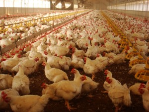 Un allevamento di polli