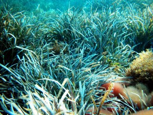 Posidonia_2_Alberto_Romeo