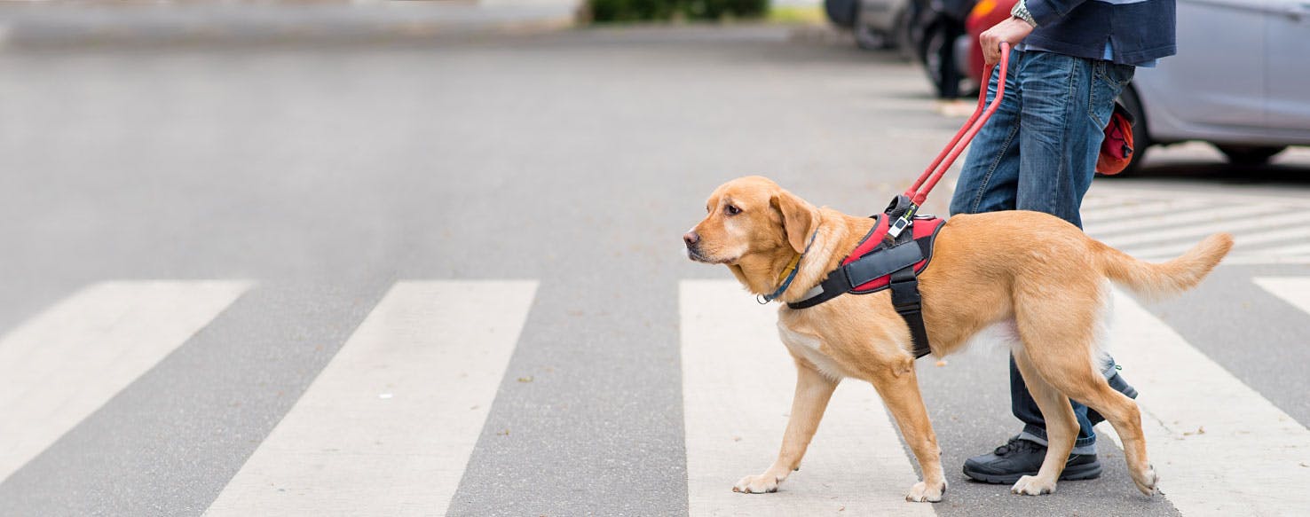 31-how-to-train-a-guide-dog-for-the-blind