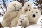 orso-bianco-90961-660x368