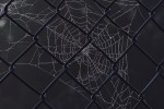 spider-web-7539609_1920