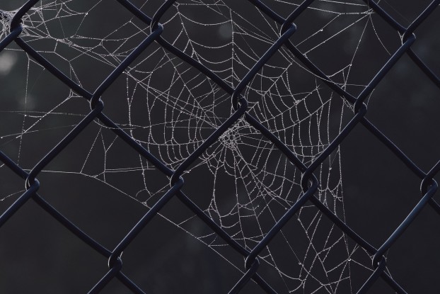 spider-web-7539609_1920